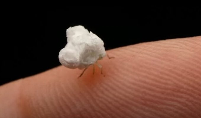Крохотное насекомое, похожее на оживший попкорн (4 фото + 2 видео)