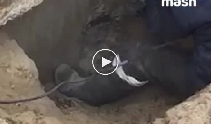 В Новом Уренгое спасли собаку, сидевшую в канализационной яме 8 лет