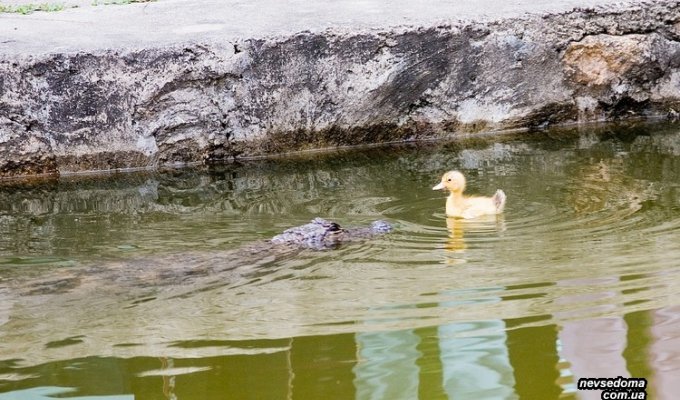Утенок против крокодила (3 фото)