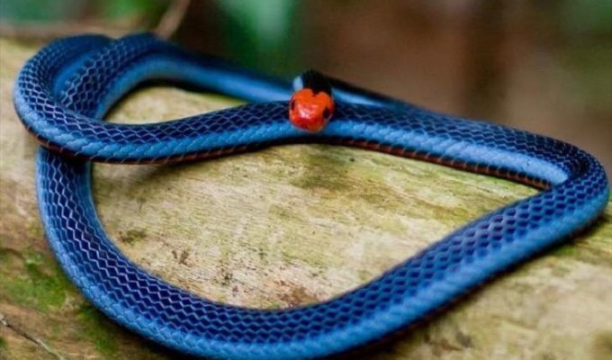 20 фотографий, доказывающих, что змеи гораздо страшнее и красивее (19 фото)