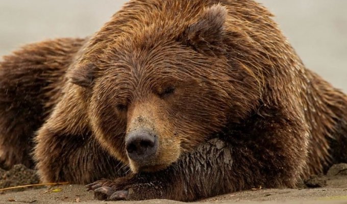 Что происходит с медведем во время зимней спячки? (5 фото + 1 видео)