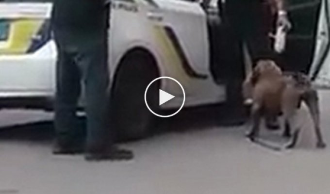 Полицейский подстрелил собаку