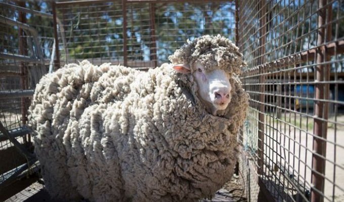 Овца, которую не стригли 4 года, избавилась от тяжелой ноши (8 фото)