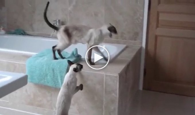 Коты переживают за принимающую душ хозяйку