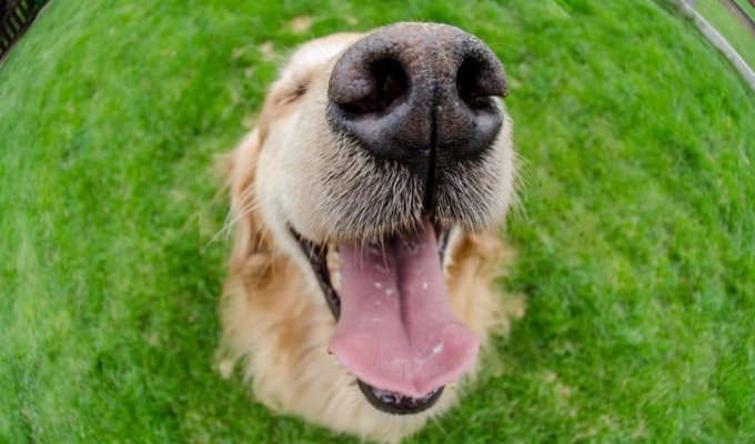 15 интересных фактов о собаках