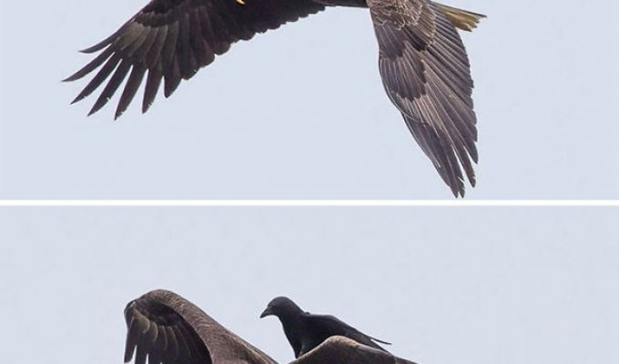 20 доказательств того, что вороны самые большие засранцы из мира птиц (24 фото)