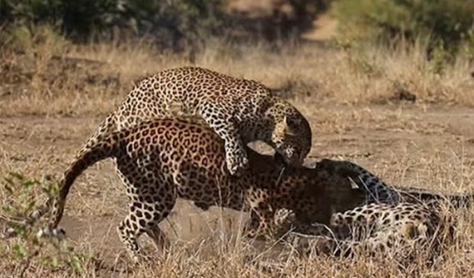 Самка леопарда набросилась на двух самцов, пытаясь прекратить драку (2 фото + 1 видео)