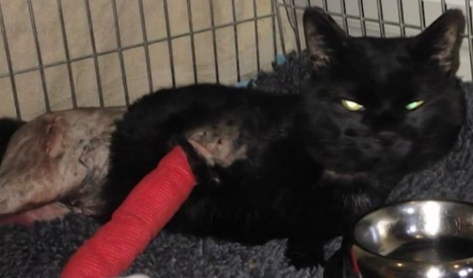 Кот выжил после двух ранений из дробовика (4 фото)