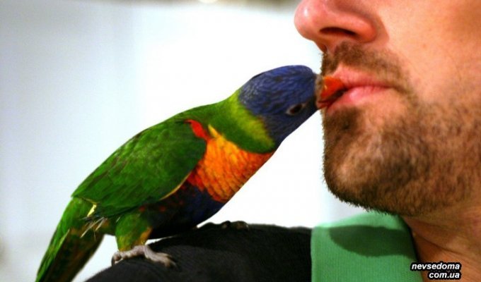  Ревнивый попугай (6 фото)