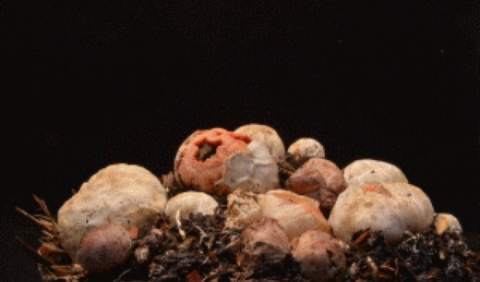 Как растут грибы - 8 завораживающих гифок (10 фото)