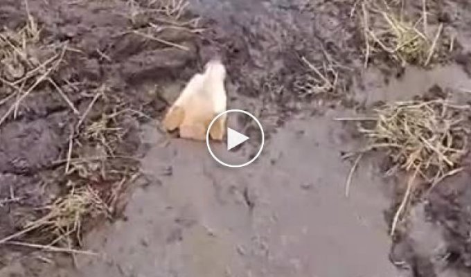 Cпасение собаки, увязшей в грязи