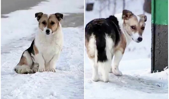 Брошенный пес полгода ждал хозяина на остановке и, наконец, дождался чуда (7 фото + 1 видео)