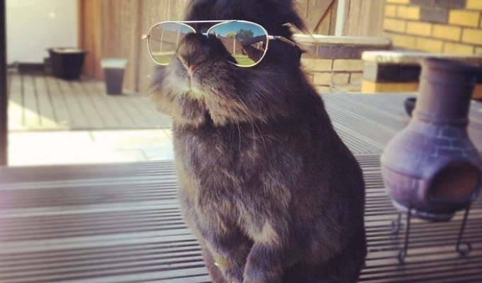 Когда солнцезащитные очки смотрятся круто даже на кроликах (17 фото)
