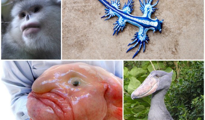 20 удивительных животных, о существовании которых вы даже не подозревали (21 фото)