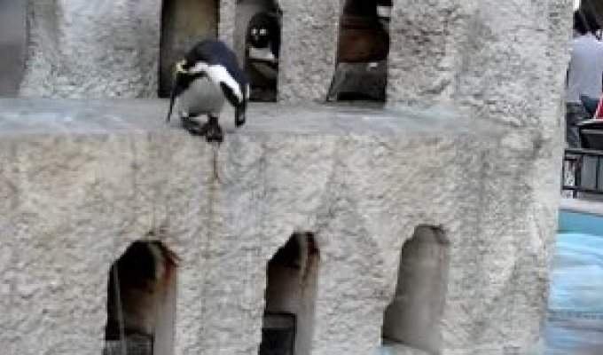 Смешной пингвин пытается прыгнуть в зоопарке