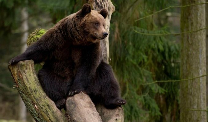Туристы против медведей: как выжить в русском лесу? (6 фото)