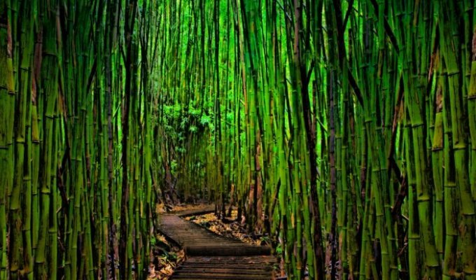 Бамбуковые рощи (26 фото)
