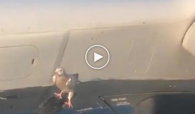 Пернатый безбилетный пассажир пытался улететь на крыле самолета