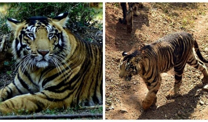 В индийском национальном парке живут тигры с редким окрасом (14 фото + 1 видео)