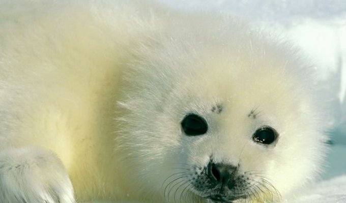 Фауна Арктики (12 фото)