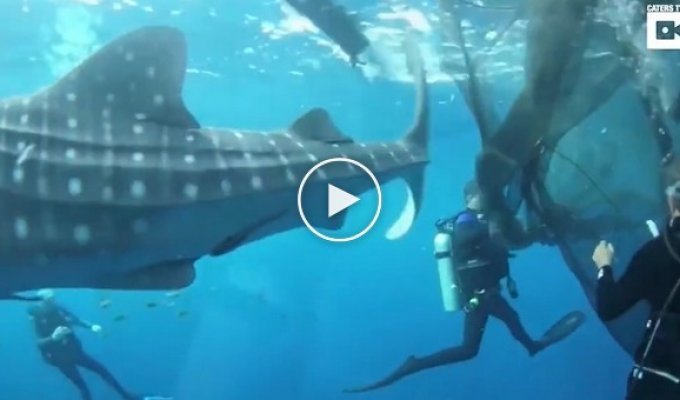 После спасения дайверами, китовые акулы были так благодарны, что остались плавать рядом