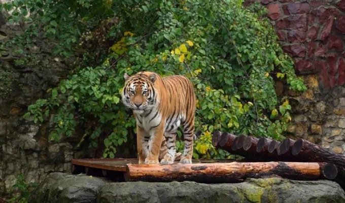 В московском зоопарке поселился тигр Степан, которого изъяли у контрабандистов (1 фото)
