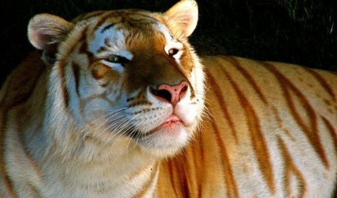 Золотой тигр (8 фото)