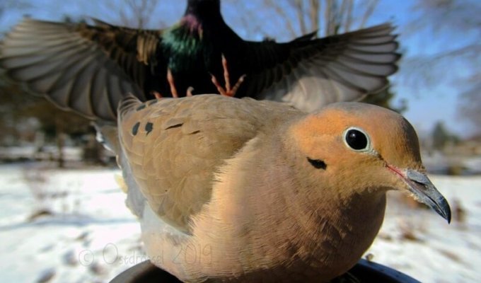 Фотограф подловил птиц в самые неожиданные моменты (20 фото)