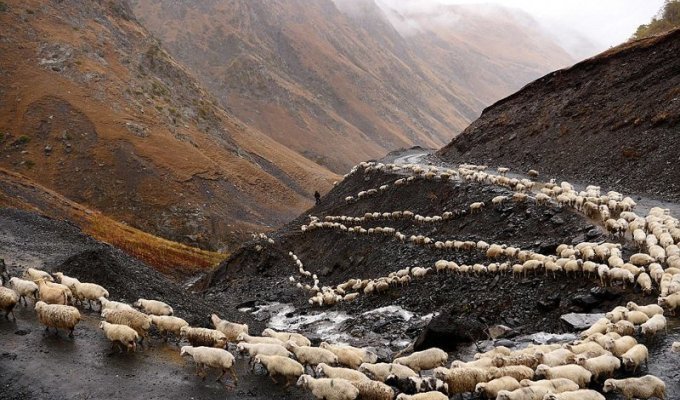 Захватывающее приключение в Грузии: перегон стада овец через перевал Абано (25 фото)