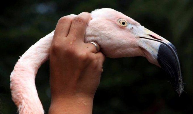 Фламинго с протезом благодарен людям (15 фото)