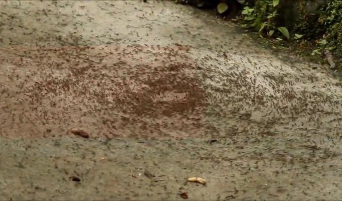 Почему муравьи маршируют по кругу, пока не умрут (3 фото)
