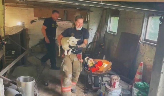 Пожарные спасли собаку, застрявшую между бетонными стенами (5 фото + 1 видео)