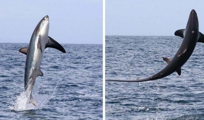 Туристы были шокированы тем, как высоко из воды смогла выпрыгнуть большущая лисья акула (5 фото)