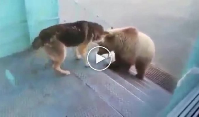 Медведь решил зайти в гости к вахтовикам