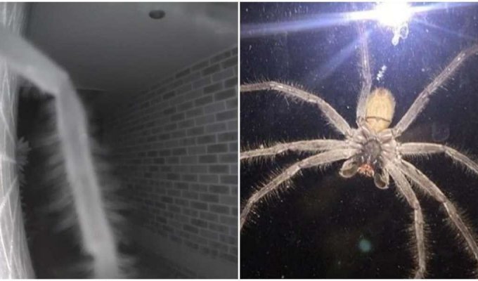 В два часа ночи парню в дверь позвонил самый большой паук в мире (2 фото)
