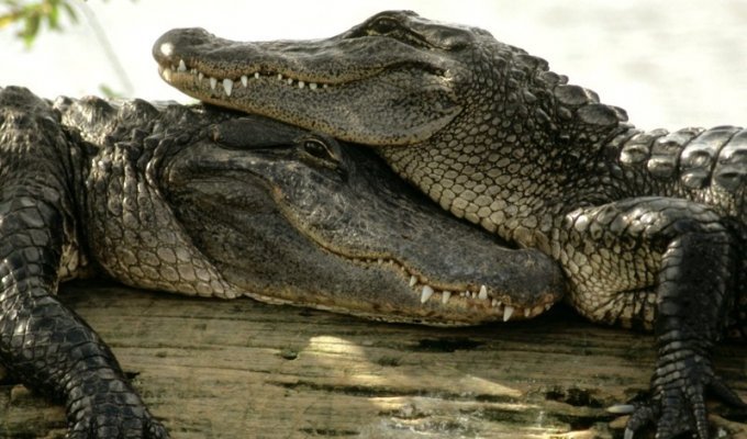 Крокодилы. Интересные факты (26 фото + 6 видео)