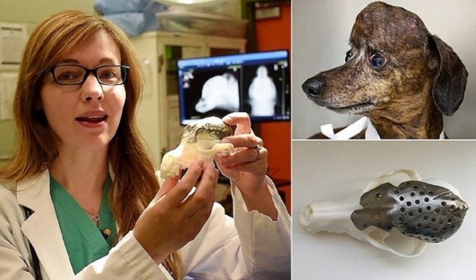 Ветеринары спасли таксу, напечатав ей новый череп (9 фото)