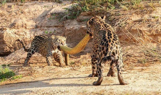 Самка ягуара и ее детеныш дерутся из-за добычи - 5-метровой анаконды (6 фото)