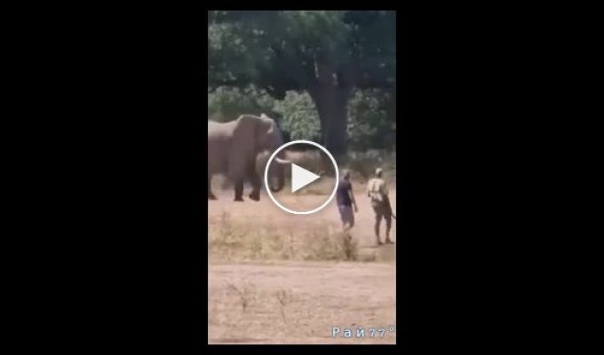 Слон проверил на прочность нервы рейнджеров в ЮАР