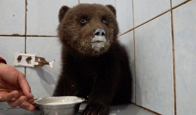 В Ленинградской области спасают раненного маленького медвежонка (3 фото)