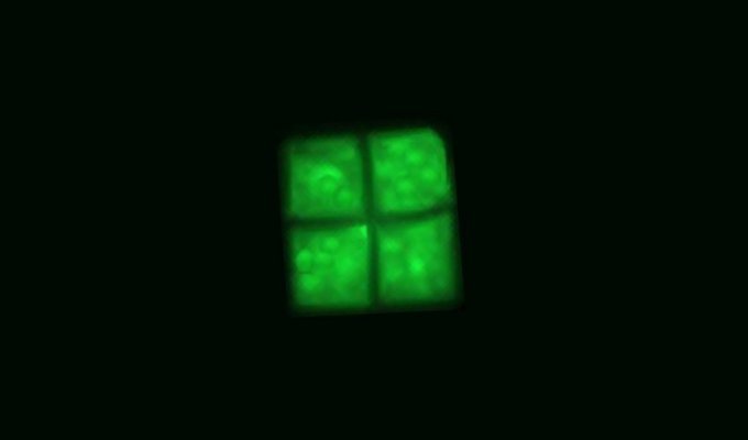 Не новый логотип Windows, a галобактерия Haloquadratum walsbyi (1 фото)