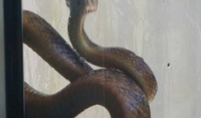 Змееловы вытаскивают десятки опасных змей из домов австралийцев после циклона (16 фото)