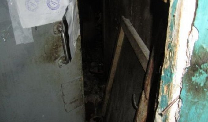 В пустующей Петрозаводской квартире жили более 20 кошек (9 фото)