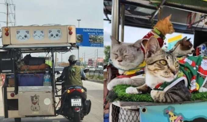 Мужчина путешествует с 11 котами на мотоцикле (7 фото + 1 видео)