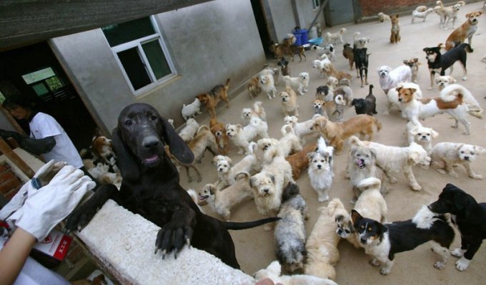 Приют для бродячих животных в Нанкине (9 фото)