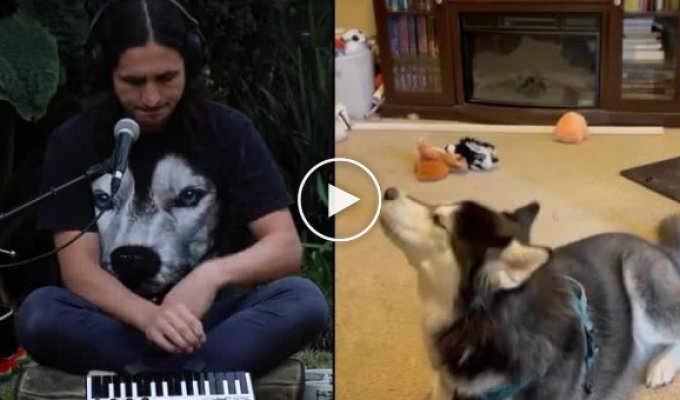 Прославившийся ремиксами на видео с животными музыкант выпустил трек с разговорчивым хаски