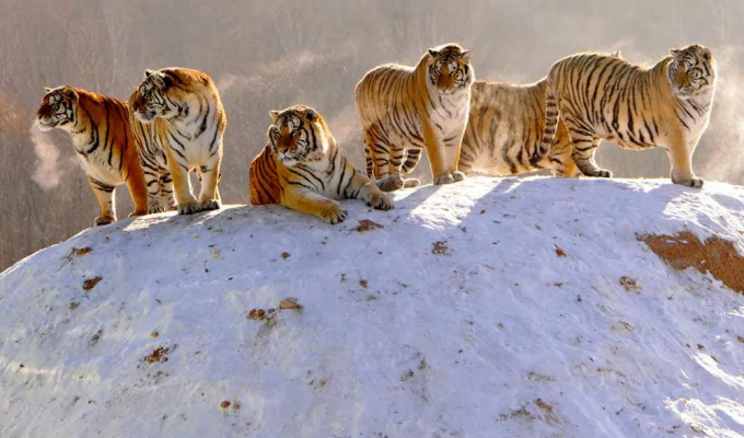 Тигра спасаем, но птичка умрёт. Как работает зоозащита на самом деле? (9 фото)