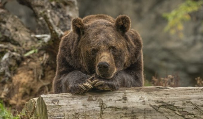 Женщину на Аляске укусил медведь, живущий в туалете (1 фото)