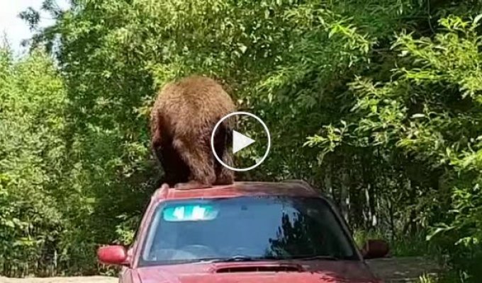Шел медведь в Камчатке по лесу и увидел машину