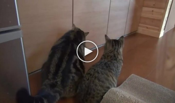Кот сам не смог открыть шкаф и позвал на помощь друга